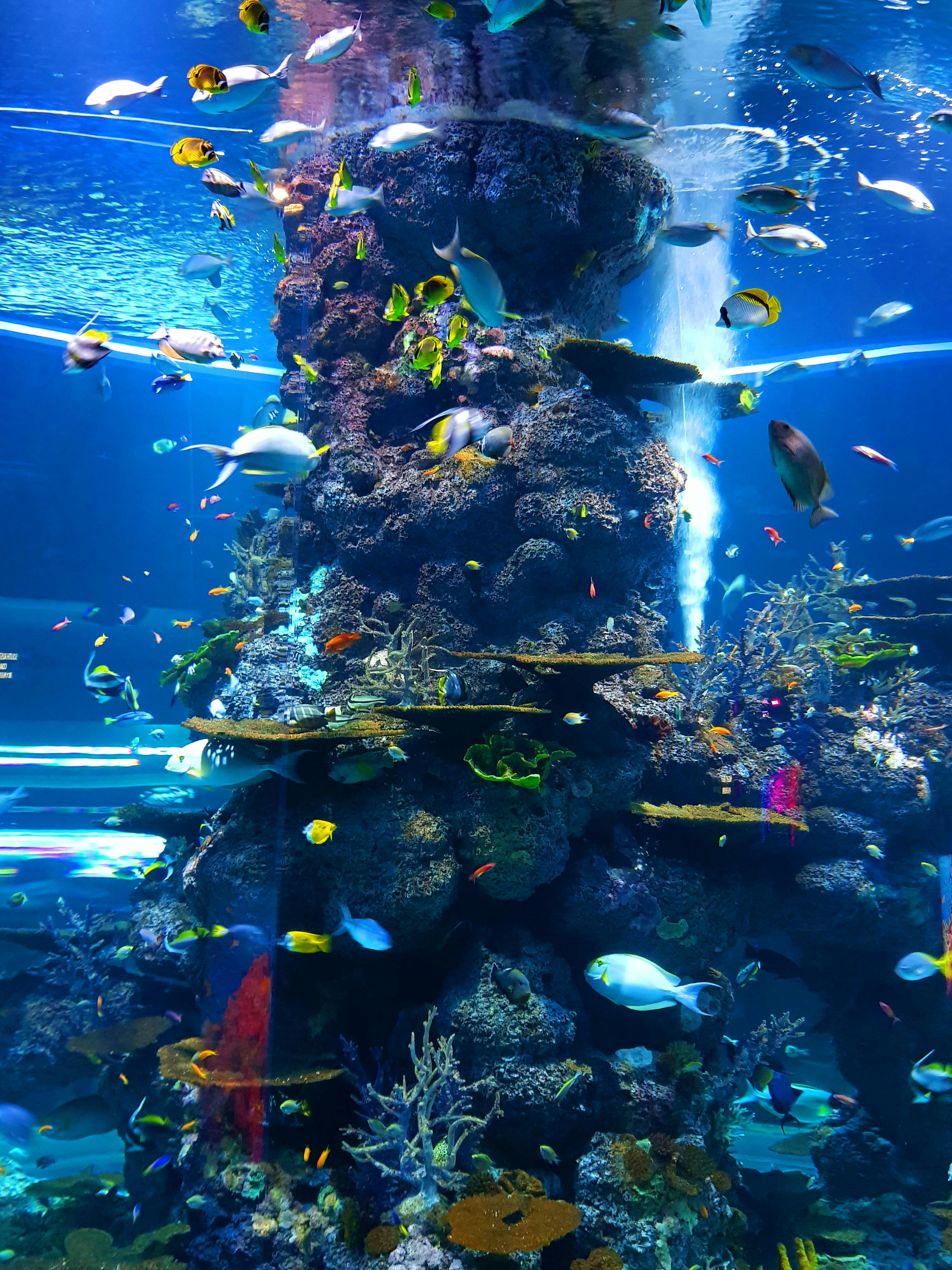 Aquatic 5