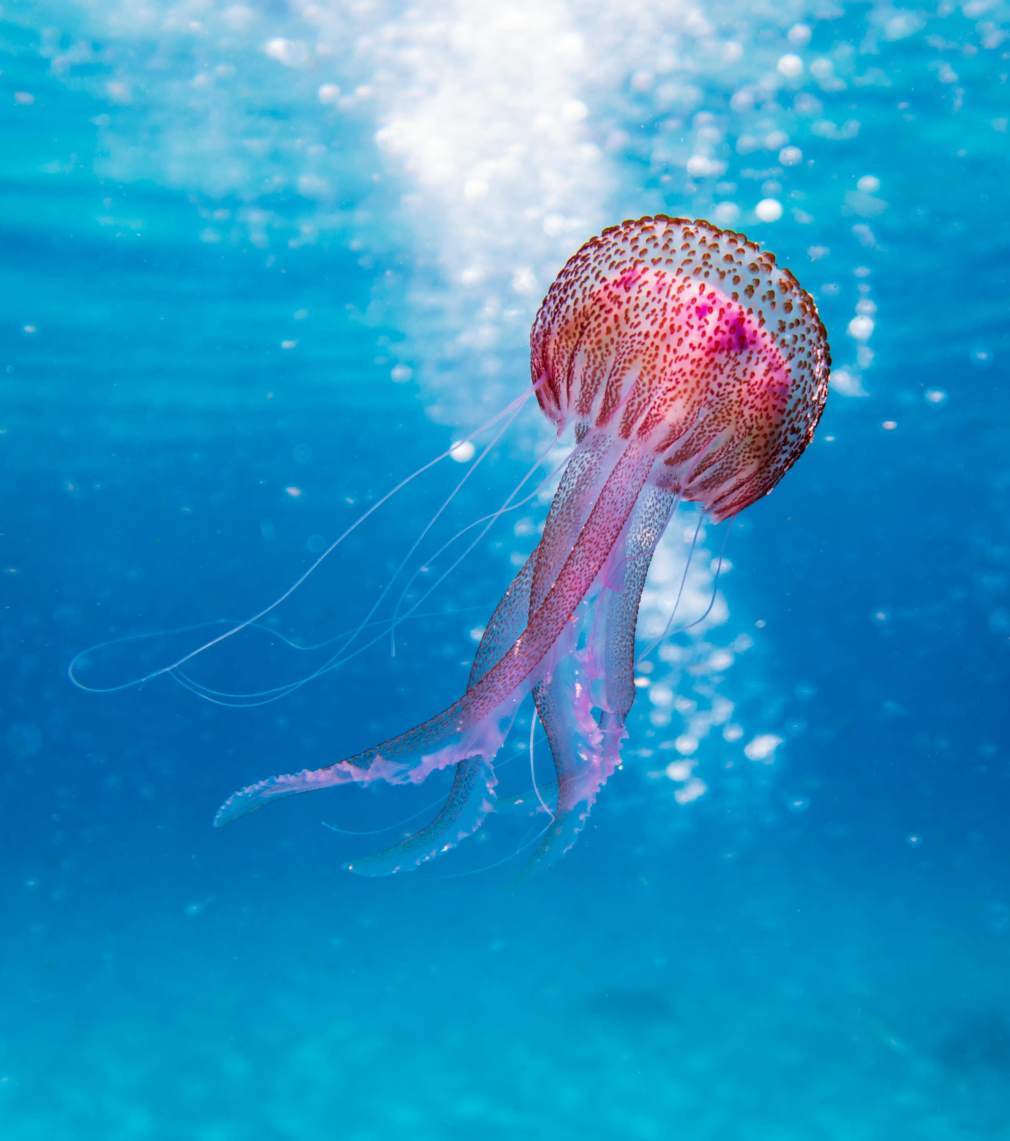 Aquatic 6