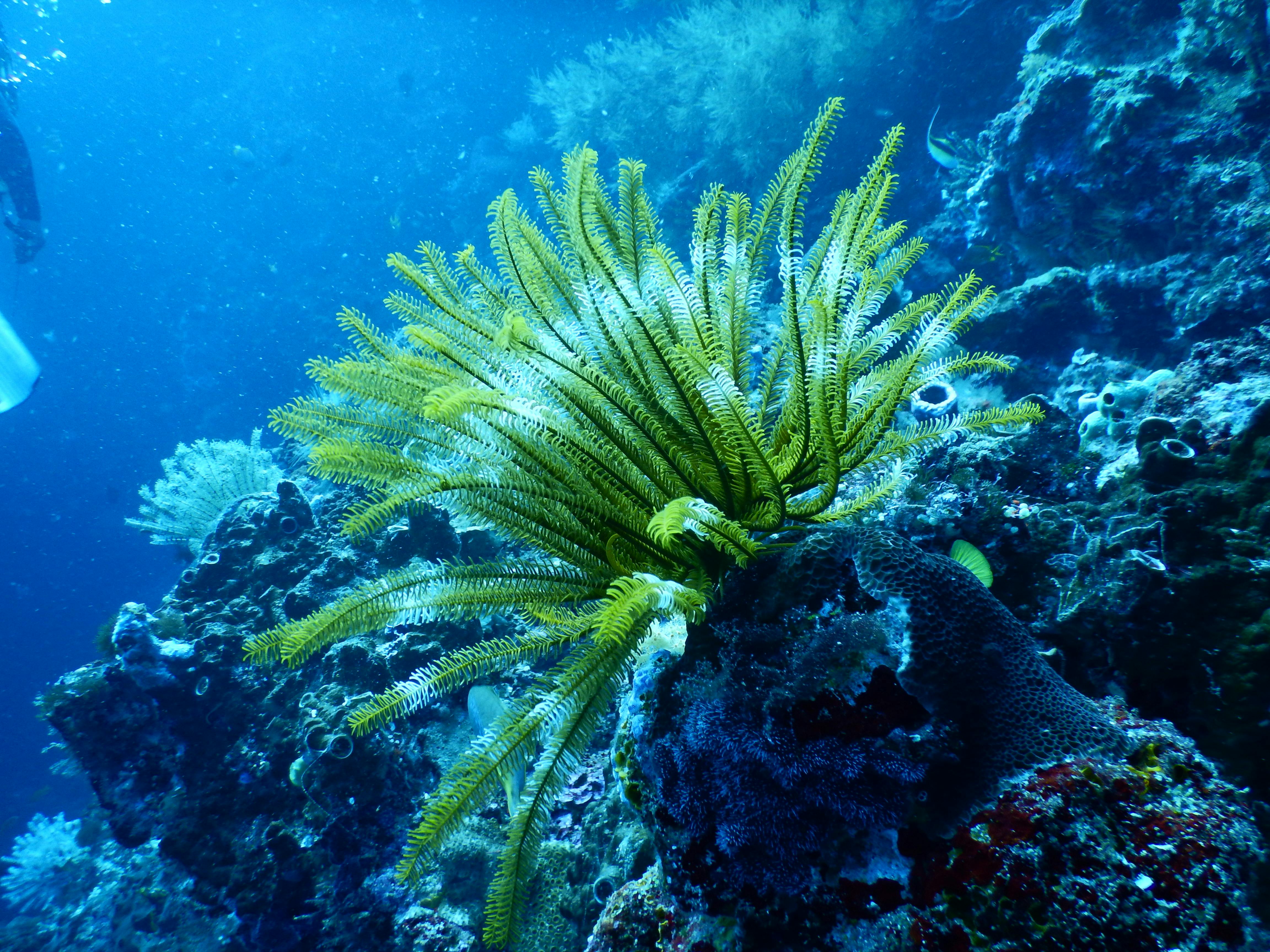 Aquatic 7