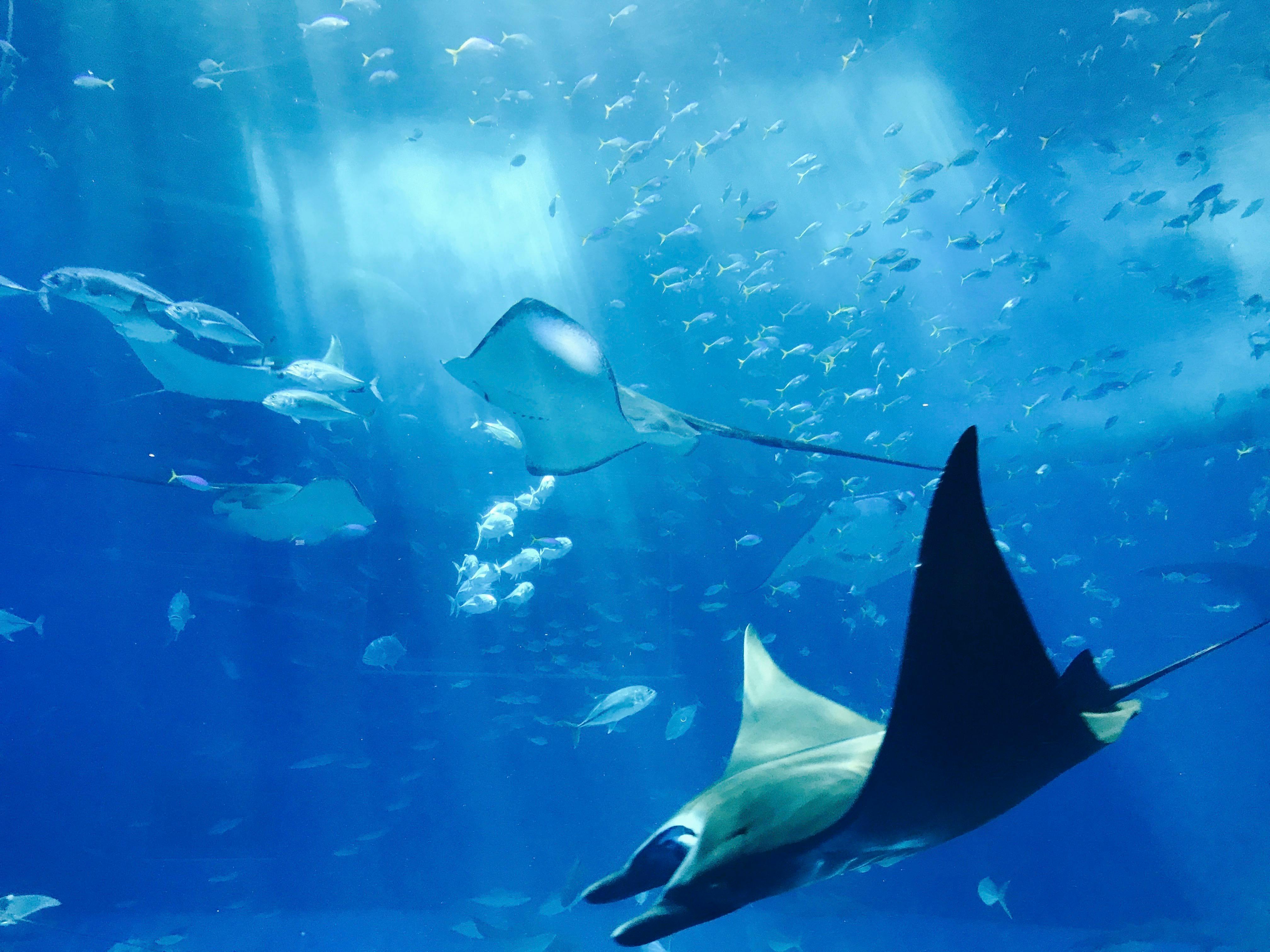 Aquatic 8