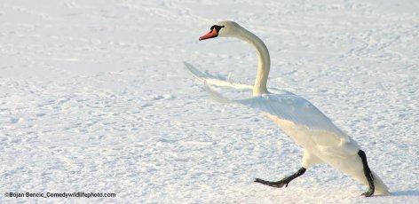 Wildlife Album