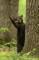 Wildlife 10