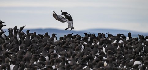 Wildlife 11