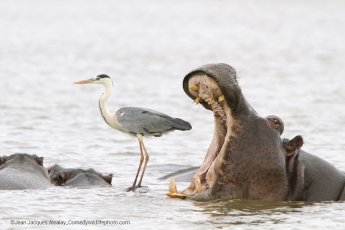 Wildlife 12