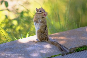 Wildlife 13