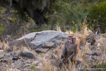 Wildlife 4