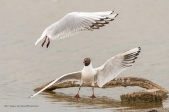 Wildlife 5