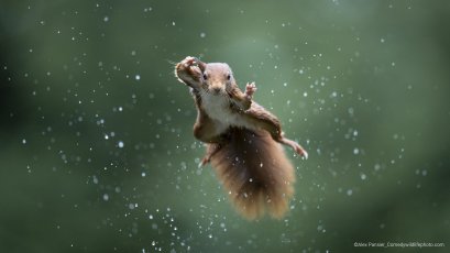 Wildlife 6