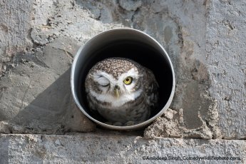 Wildlife 7