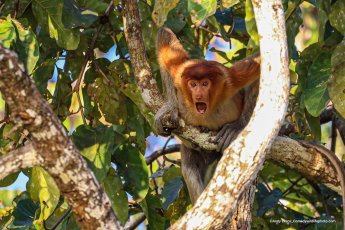 Wildlife 8