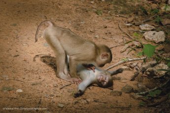 Wildlife 9
